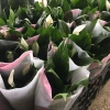 Cây hoa lan ý phong thủy để bàn May mắn tài lộc giảm giá 23 chỉ 75.000đ 2