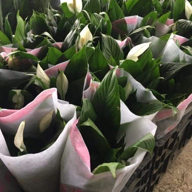 Cây hoa lan ý phong thủy để bàn May mắn tài lộc giảm giá 23 chỉ 75.000đ 2 Cây hoa lan ý phong thủy để bàn May mắn tài lộc giảm giá 23 chỉ 75.000đ 2