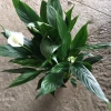 Cây hoa lan ý phong thủy để bàn May mắn tài lộc giảm giá 23 chỉ 75.000đ 5
