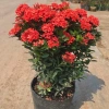 Cây hoa mẫu đơn lá nhỏ đỏ 35cm - Dễ chăm sóc, giá chỉ 25.000 VND 2