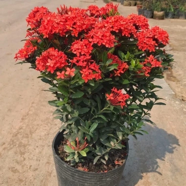 Cây hoa mẫu đơn lá nhỏ đỏ 35cm - Dễ chăm sóc, giá chỉ 25.000 VND
