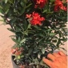Cây hoa mẫu đơn lá nhỏ đỏ 35cm - Dễ chăm sóc, giá chỉ 25.000 VND 4