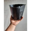 Cây hoa mẫu đơn lá nhỏ đỏ 35cm - Dễ chăm sóc, giá chỉ 25.000 VND 7