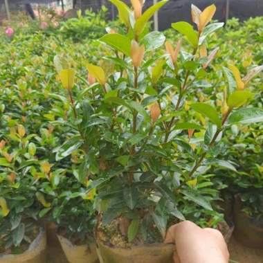 Cây hoa mẫu đơn lá nhỏ đỏ 35cm - Dễ chăm sóc, giá chỉ 25.000 VND 8 Cây hoa mẫu đơn lá nhỏ đỏ 35cm - Dễ chăm sóc, giá chỉ 25.000 VND 8