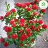 Cây hoa mẫu đơn lá nhỏ trắng cao 60-70cm - Giá 172.380₫ giảm sâu, trang trí nội thất