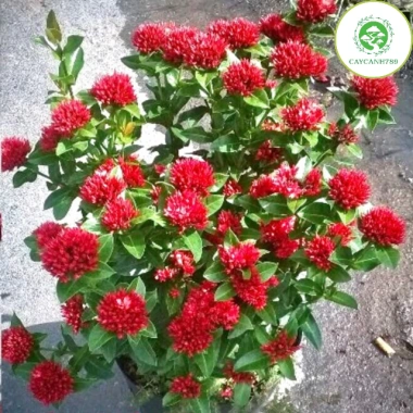 Cây hoa mẫu đơn lá nhỏ trắng cao 60-70cm - Giá 172.380₫ giảm sâu, trang trí nội thất