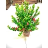 Cây hoa mẫu đơn lá nhỏ trắng cao 60-70cm - Giá 172.380₫ giảm sâu, trang trí nội thất 2