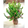 Cây hoa mẫu đơn lá nhỏ trắng cao 60-70cm - Giá 172.380₫ giảm sâu, trang trí nội thất 4