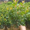 Cây Hoa Mẫu Đơn Ta Cây Trang Bụi Nhỏ Ra Hoa Quanh Năm Dễ Chăm Sóc 25-35 cm Bầu Bát Giá 14.000 VND