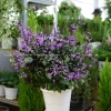Cây Hoa Mona Lavender Hoa Tím Jun Garden - Giá chỉ 80.000₫, giảm sâu, hương thơm quyến rũ