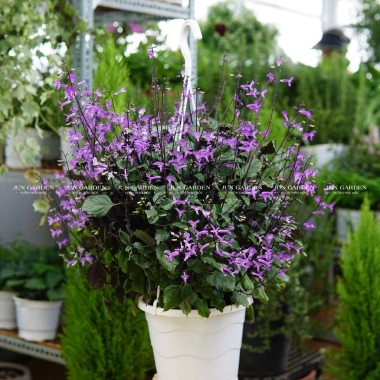 Cây Hoa Mona Lavender Hoa Tím Jun Garden - Giá chỉ 80.000₫, giảm sâu, hương thơm quyến rũ