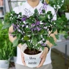 Cây Hoa Mona Lavender Hoa Tím Jun Garden - Giá chỉ 80.000₫, giảm sâu, hương thơm quyến rũ 2