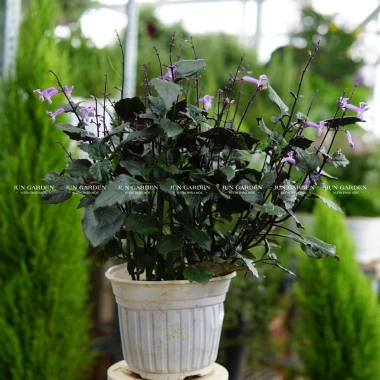 Cây Hoa Mona Lavender Hoa Tím Jun Garden - Giá chỉ 80.000₫, giảm sâu, hương thơm quyến rũ