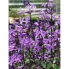Cây Hoa Mona Lavender Hoa Tím Jun Garden - Giá chỉ 80.000₫, giảm sâu, hương thơm quyến rũ 4