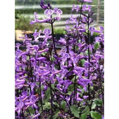 Cây Hoa Mona Lavender Hoa Tím Jun Garden - Giá chỉ 80.000₫, giảm sâu, hương thơm quyến rũ