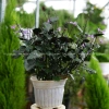 Cây Hoa Mona Lavender Hoa Tím Jun Garden - Giá chỉ 80.000₫, giảm sâu, hương thơm quyến rũ 6