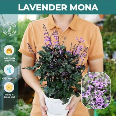 Cây Hoa Mona Lavender JUN GARDEN Màu Tím - Giá chỉ 80.000, giảm từ 100.000