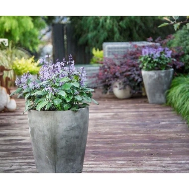 Cây Hoa Mona Lavender JUN GARDEN Màu Tím - Giá chỉ 80.000, giảm từ 100.000 5 Cây Hoa Mona Lavender JUN GARDEN Màu Tím - Giá chỉ 80.000, giảm từ 100.000 5