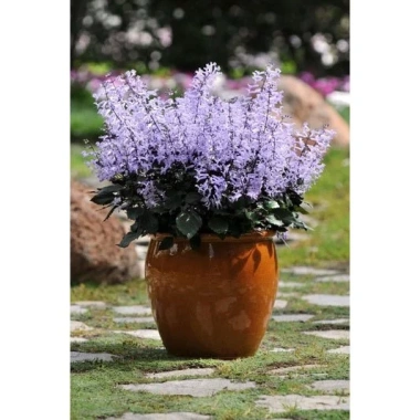 Cây Hoa Mona Lavender JUN GARDEN Màu Tím - Giá chỉ 80.000, giảm từ 100.000