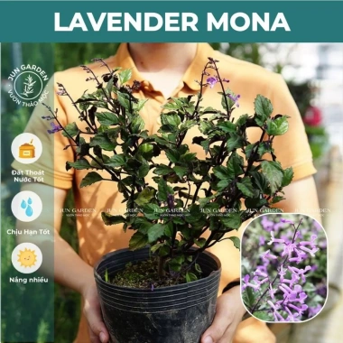 Cây Hoa Mona Lavender JUN GARDEN Màu Tím - Giá chỉ 80.000, giảm từ 100.000