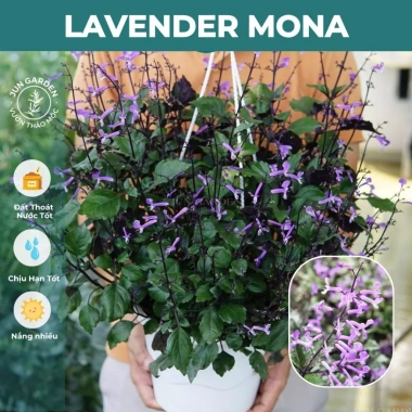 Cây Hoa Mona Lavender JUN GARDEN Màu Tím - Giá chỉ 80.000₫, Thơm Dịu, Dễ Trồng 2