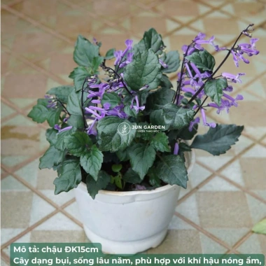 Cây Hoa Mona Lavender JUN GARDEN Màu Tím - Giá chỉ 80.000₫, Thơm Dịu, Dễ Trồng 3