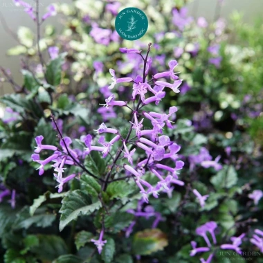 Cây Hoa Mona Lavender JUN GARDEN Màu Tím - Giá chỉ 80.000₫, Thơm Dịu, Dễ Trồng 4