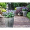 Cây Hoa Mona Lavender JUN GARDEN Màu Tím - Giá chỉ 80.000₫, Thơm Dịu, Dễ Trồng 5
