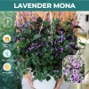 Cây Hoa Mona Lavender JUN GARDEN Màu Tím - Giá chỉ 80.000₫, Thơm Dịu, Dễ Trồng 6