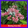Cây hoa Muồng Anh Đào - Cây cảnh sân vườn, hoa nở rực rỡ, giá chỉ 19.000đ