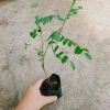 Cây hoa Muồng Anh Đào - Cây cảnh sân vườn, hoa nở rực rỡ, giá chỉ 19.000đ 2