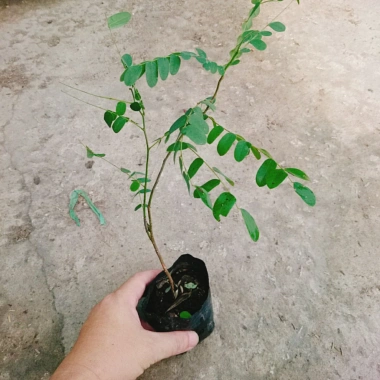 Cây hoa Muồng Anh Đào - Cây cảnh sân vườn, hoa nở rực rỡ, giá chỉ 19.000đ 2