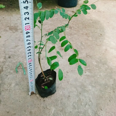 Cây hoa Muồng Anh Đào - Cây cảnh sân vườn, hoa nở rực rỡ, giá chỉ 19.000đ 3