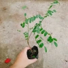 Cây hoa Muồng Anh Đào - Cây cảnh sân vườn, hoa nở rực rỡ, giá chỉ 19.000đ 4