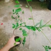 Cây hoa Muồng Anh Đào - Cây cảnh sân vườn, hoa nở rực rỡ, giá chỉ 19.000đ 5