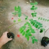 Cây hoa Muồng Anh Đào - Cây cảnh sân vườn, hoa nở rực rỡ, giá chỉ 19.000đ 6