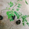 Cây hoa Muồng Anh Đào - Cây cảnh sân vườn, hoa nở rực rỡ, giá chỉ 19.000đ 7