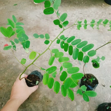Cây hoa Muồng Anh Đào - Cây cảnh sân vườn, hoa nở rực rỡ, giá chỉ 19.000đ 8