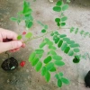 Cây hoa Muồng Anh Đào - Cây cảnh sân vườn, hoa nở rực rỡ, giá chỉ 19.000đ 9