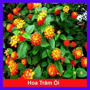 Cây Hoa Ngũ Sắc - Hoa Trâm Ổi, cây cảnh đẹp sân vườn, giá ưu đãi 55.000 VND