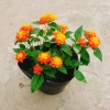 Cây Hoa Ngũ Sắc - Hoa Trâm Ổi, cây cảnh đẹp sân vườn, giá ưu đãi 55.000 VND 2