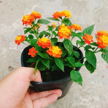 Cây Hoa Ngũ Sắc - Hoa Trâm Ổi, cây cảnh đẹp sân vườn, giá ưu đãi 55.000 VND