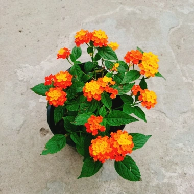 Cây Hoa Ngũ Sắc - Hoa Trâm Ổi, cây cảnh đẹp sân vườn, giá ưu đãi 55.000 VND
