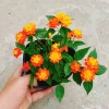 Cây Hoa Ngũ Sắc - Hoa Trâm Ổi, cây cảnh đẹp sân vườn, giá ưu đãi 55.000 VND 5