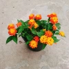 Cây Hoa Ngũ Sắc - Hoa Trâm Ổi, cây cảnh đẹp sân vườn, giá ưu đãi 55.000 VND 6