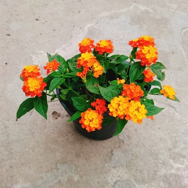 Cây Hoa Ngũ Sắc - Hoa Trâm Ổi, cây cảnh đẹp sân vườn, giá ưu đãi 55.000 VND 6 Cây Hoa Ngũ Sắc - Hoa Trâm Ổi, cây cảnh đẹp sân vườn, giá ưu đãi 55.000 VND 6