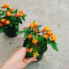 Cây Hoa Ngũ Sắc - Hoa Trâm Ổi, cây cảnh đẹp sân vườn, giá ưu đãi 55.000 VND 7