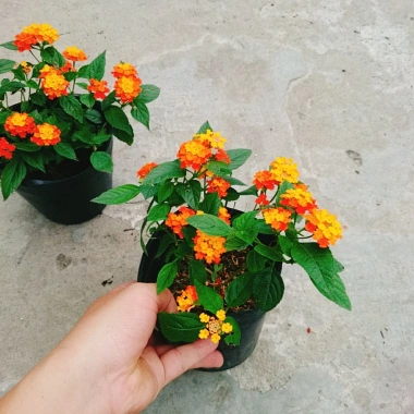 Cây Hoa Ngũ Sắc - Hoa Trâm Ổi, cây cảnh đẹp sân vườn, giá ưu đãi 55.000 VND 7 Cây Hoa Ngũ Sắc - Hoa Trâm Ổi, cây cảnh đẹp sân vườn, giá ưu đãi 55.000 VND 7