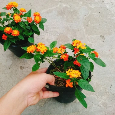 Cây Hoa Ngũ Sắc - Hoa Trâm Ổi, cây cảnh đẹp sân vườn, giá ưu đãi 55.000 VND