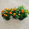 Cây Hoa Ngũ Sắc - Hoa Trâm Ổi, cây cảnh đẹp sân vườn, giá ưu đãi 55.000 VND 9